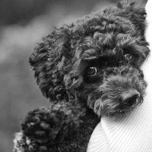 Meet your Posher, Susan